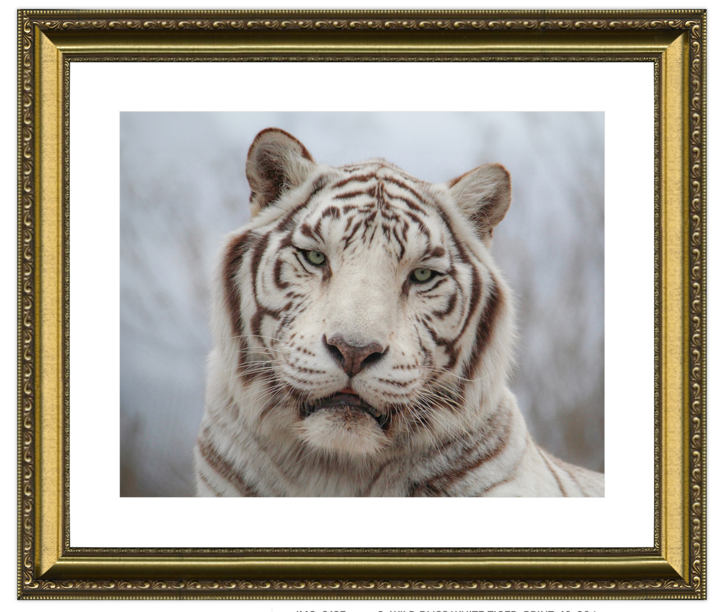 White tiger portrait in a gold frame