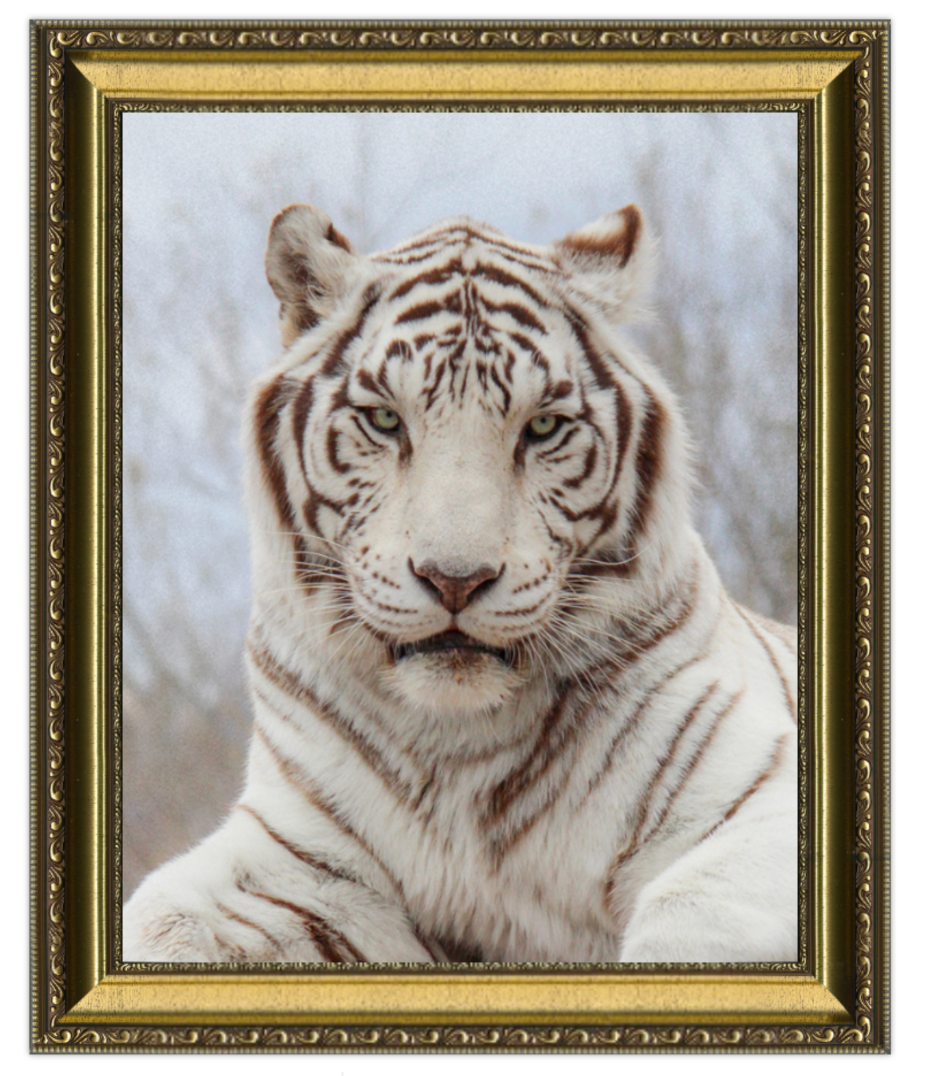 Framed picture of a white tiger with a gold frame