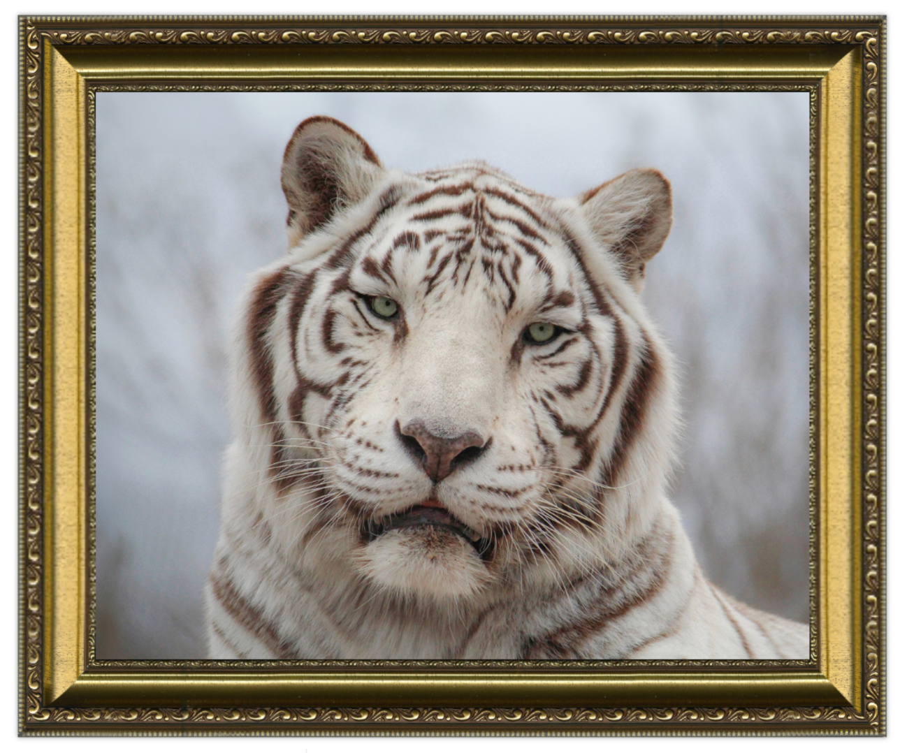 Framed picture of a white tiger with a gold frame