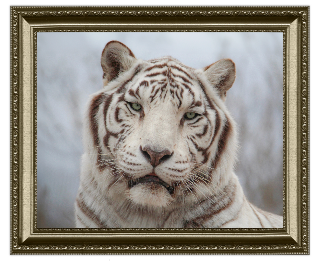 White tiger portrait in a decorative gold frame