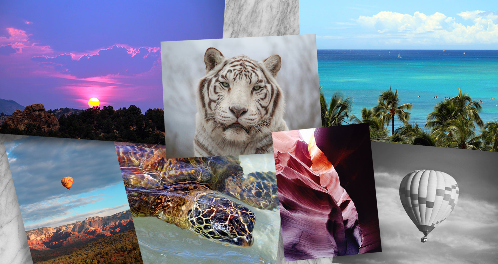 multiple landscape pictures of beach, sunsset, turtle and white tiger