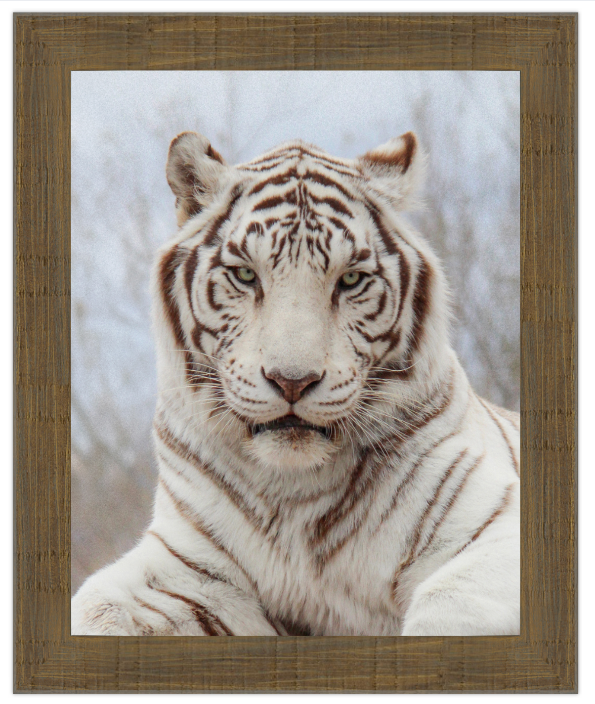 Framed picture of a white tiger with a wooden frame