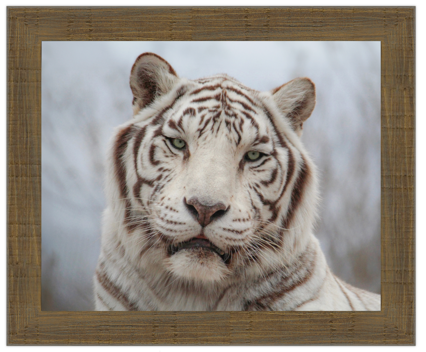 White tiger portrait in a wooden frame