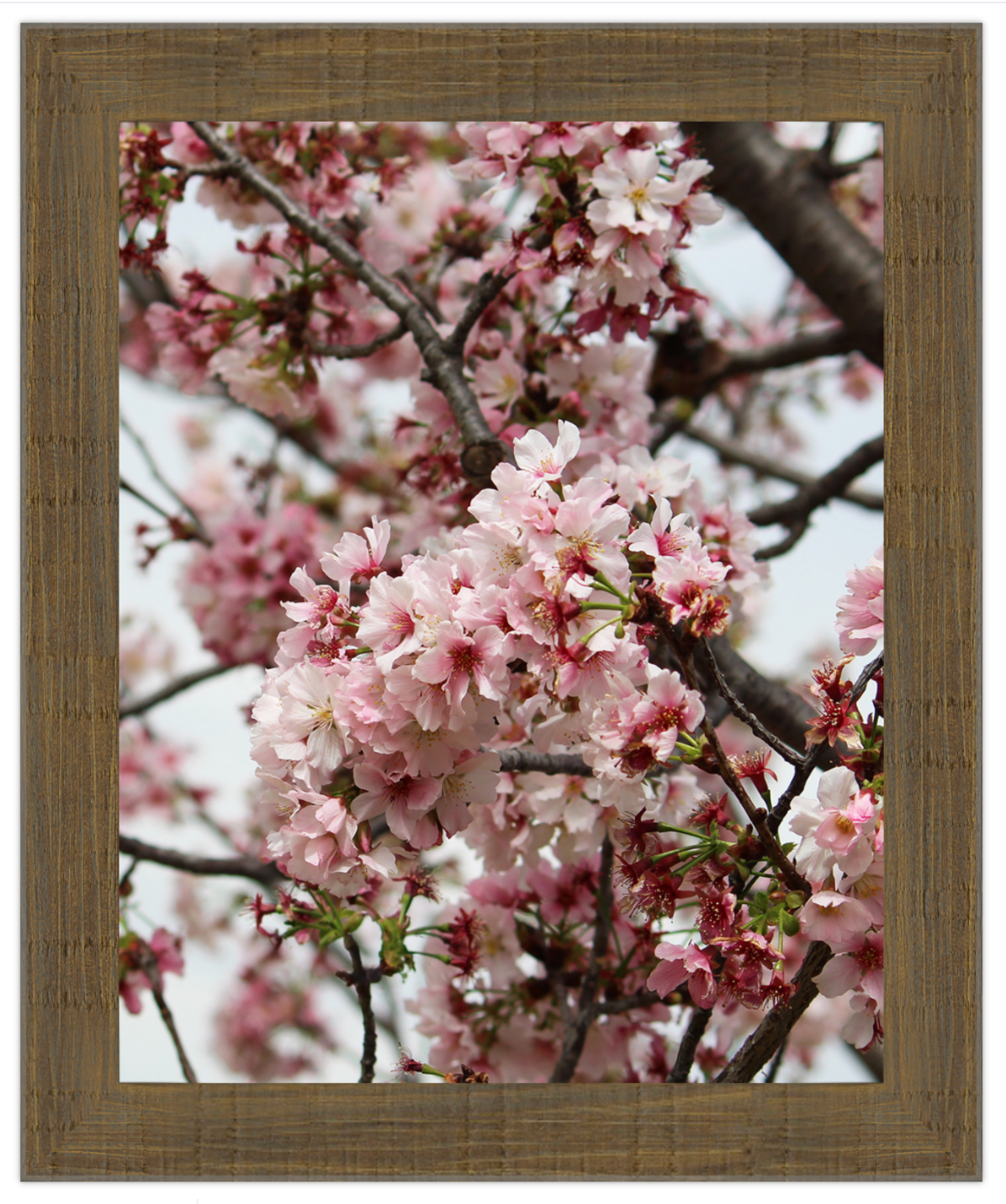 Framed photograph of cherry blossoms with a wooden frame