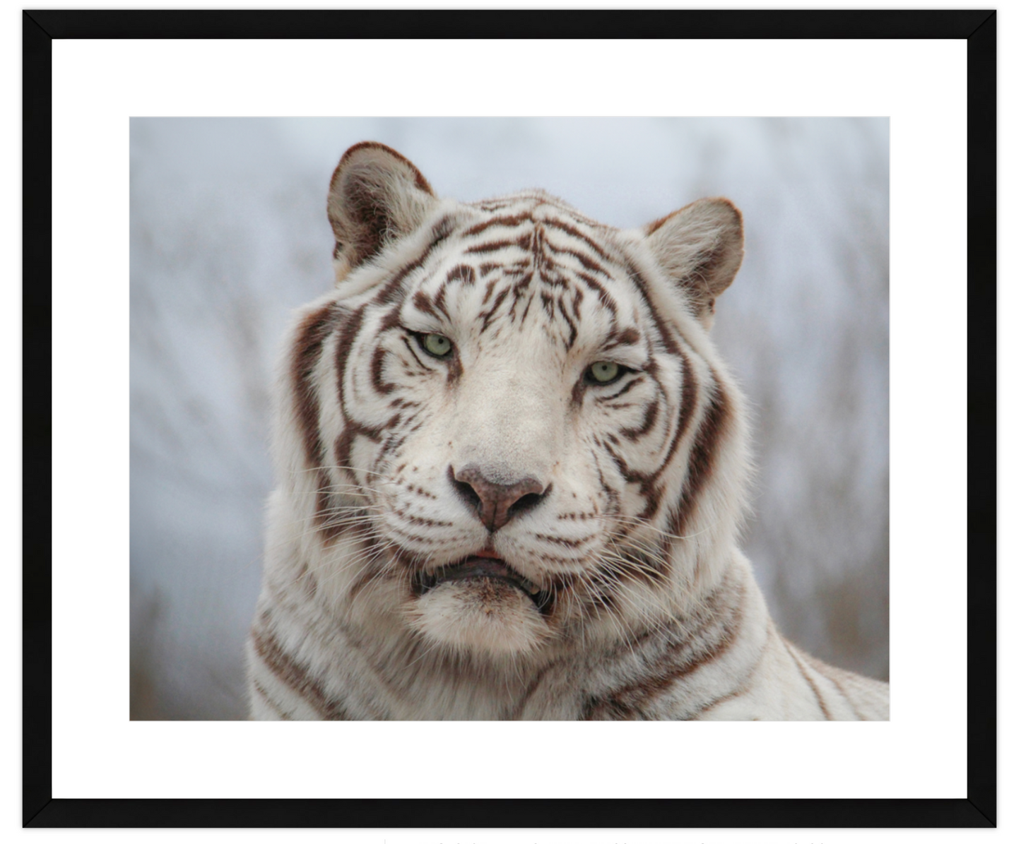 Framed picture of a white tiger with a blurred background