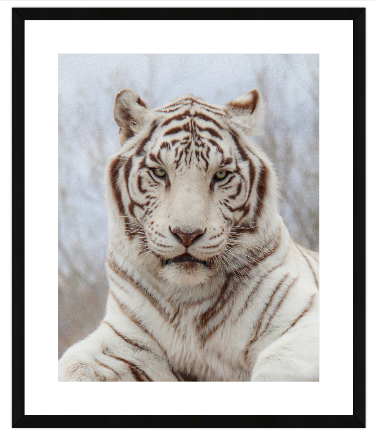 Framed picture of a white tiger on a light gray background