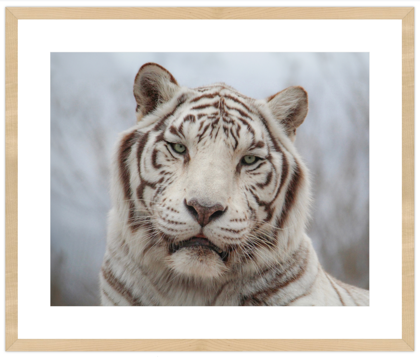 Framed photograph of a white tiger's face with a neutral background