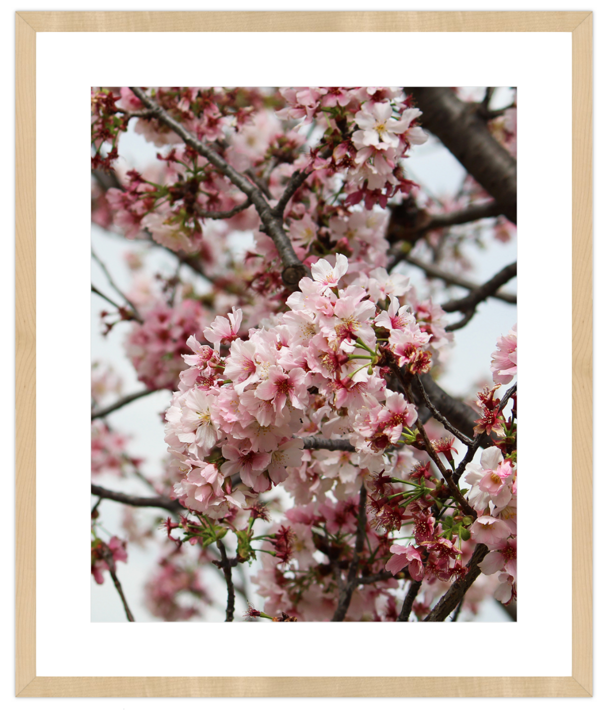 Blush Blossoms