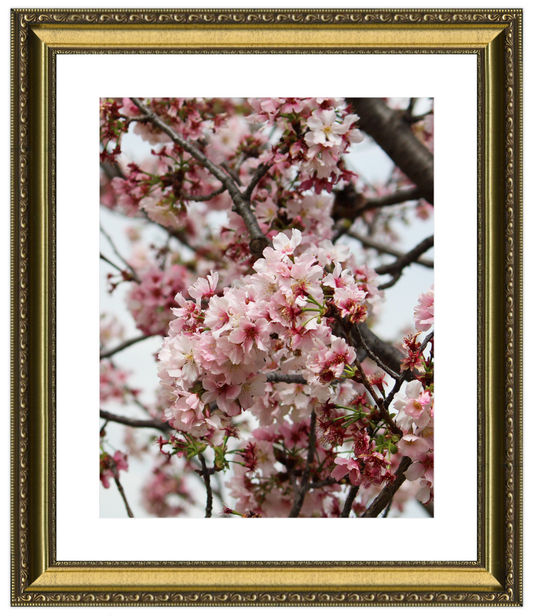 Framed photograph of cherry blossoms with a gold frame