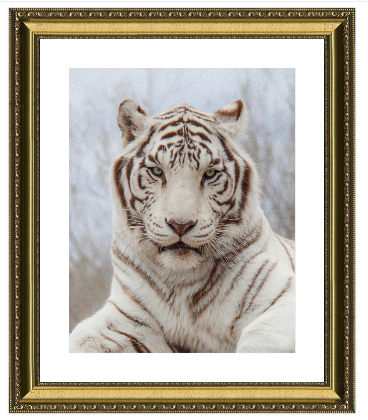 Framed picture of a white tiger with a gold frame