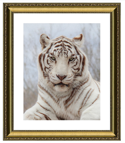 Framed picture of a white tiger with a gold frame