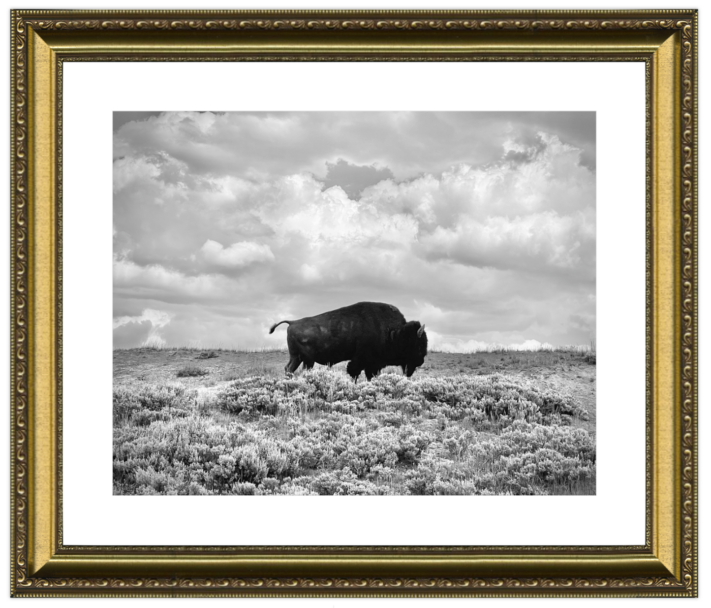 Framed black and white photograph of a bison in a field with a cloudy sky.