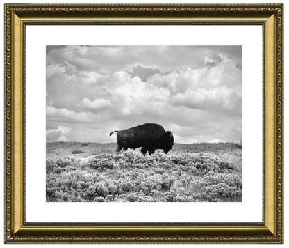Framed black and white photograph of a bison in a field with a cloudy sky.