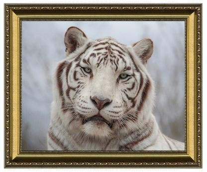 Framed picture of a white tiger with a gold frame