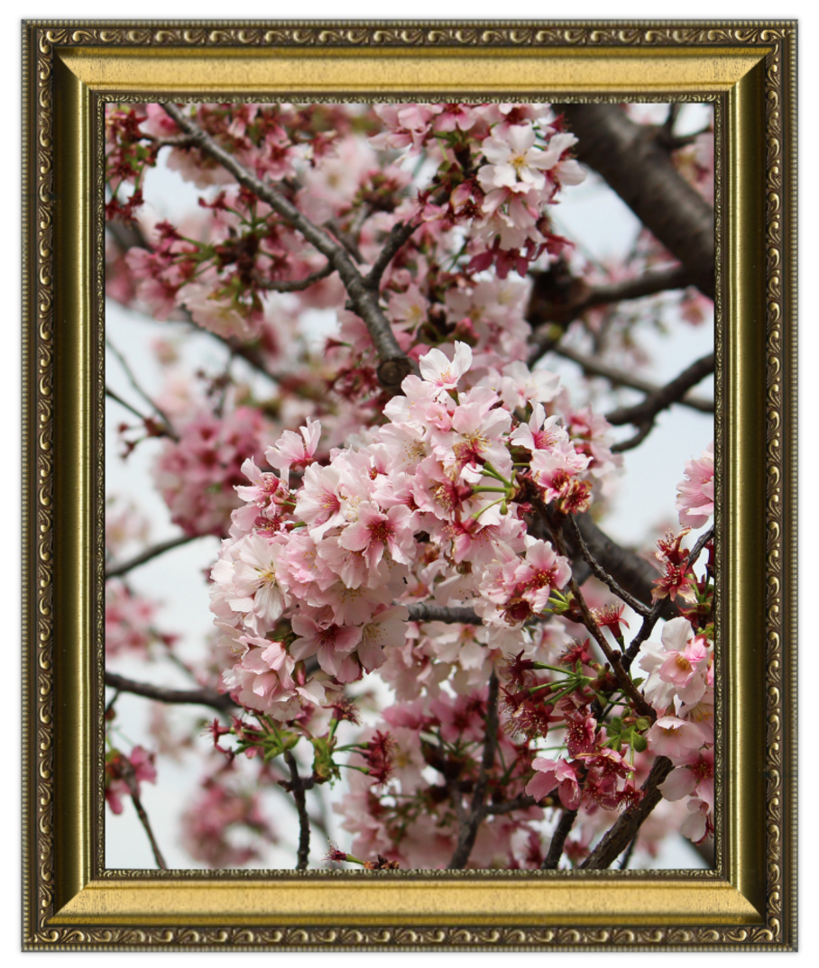 Framed photograph of cherry blossoms with a gold frame