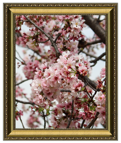 Framed photograph of cherry blossoms with a gold frame
