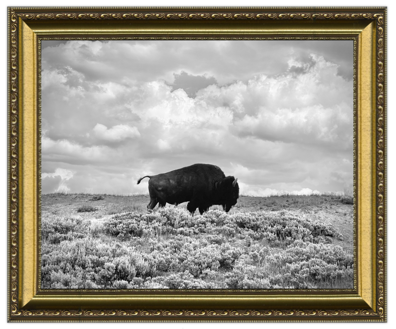 Framed black and white photograph of a bison in a field with a cloudy sky.