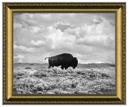 Framed black and white photograph of a bison in a field with a cloudy sky.