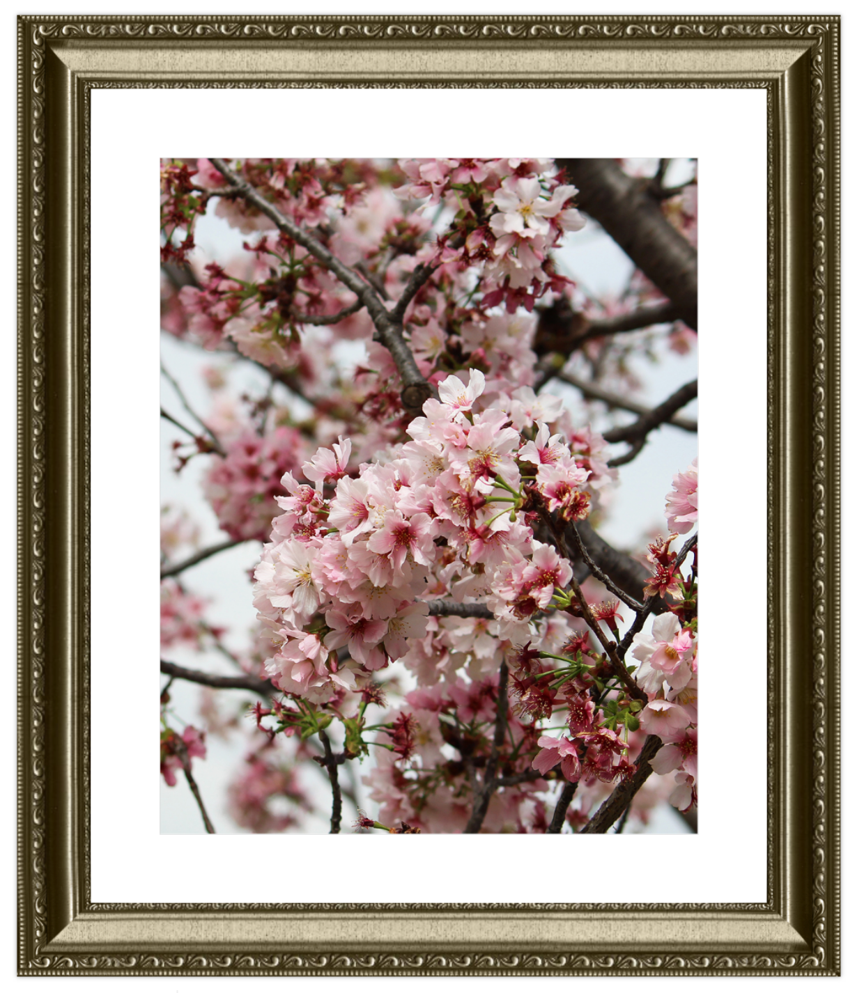 Framed photograph of cherry blossoms with a gold frame