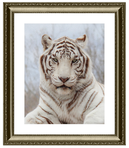 Framed picture of a white tiger with a gold frame