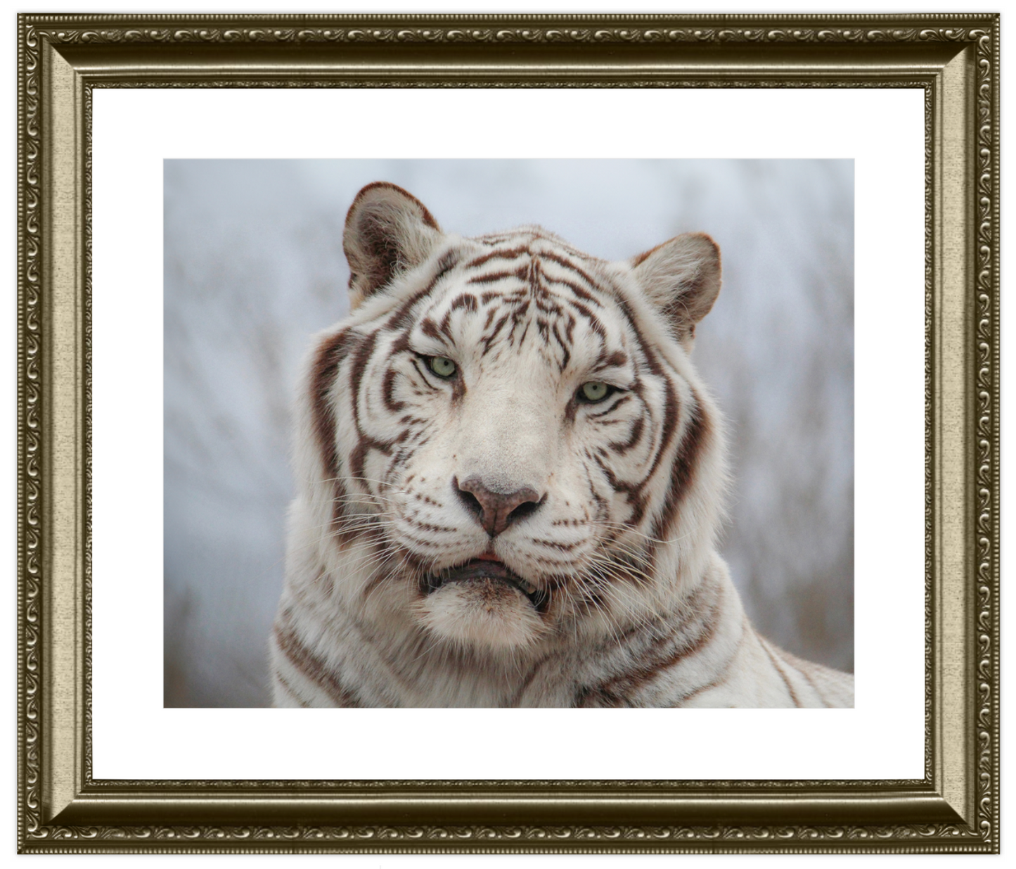 Framed picture of a white tiger with a decorative gold frame.