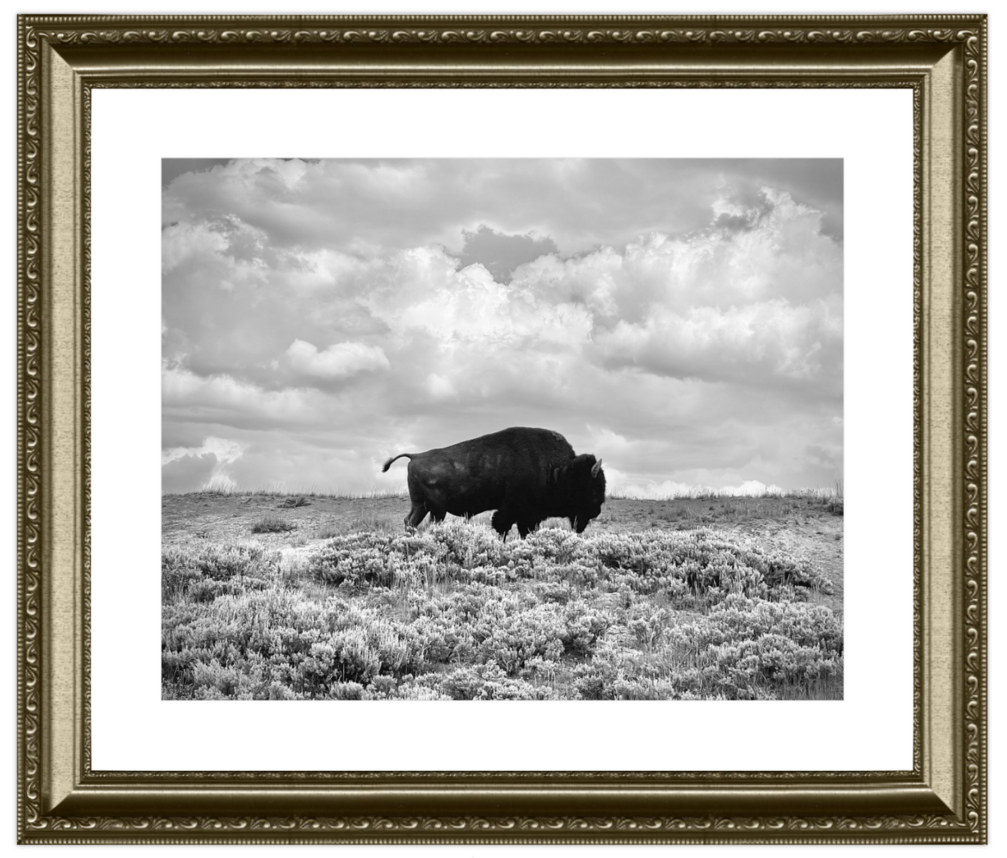 Framed black and white photograph of a bison in a field with a cloudy sky.
