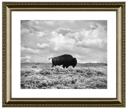 Framed black and white photograph of a bison in a field with a cloudy sky.