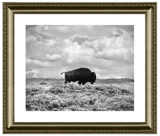 Framed black and white photograph of a bison in a field with a cloudy sky.