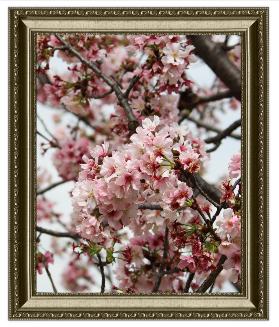 Framed photograph of cherry blossoms with a decorative gold frame.