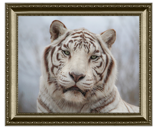 White tiger portrait in a decorative gold frame
