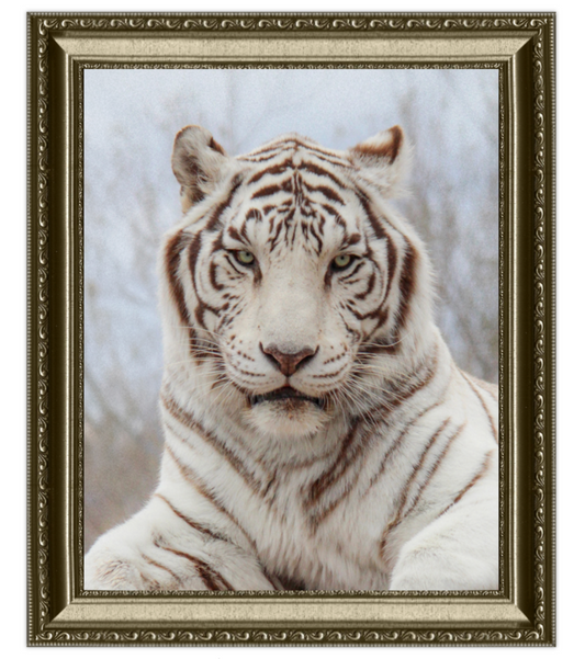 Framed picture of a white tiger on a textured background