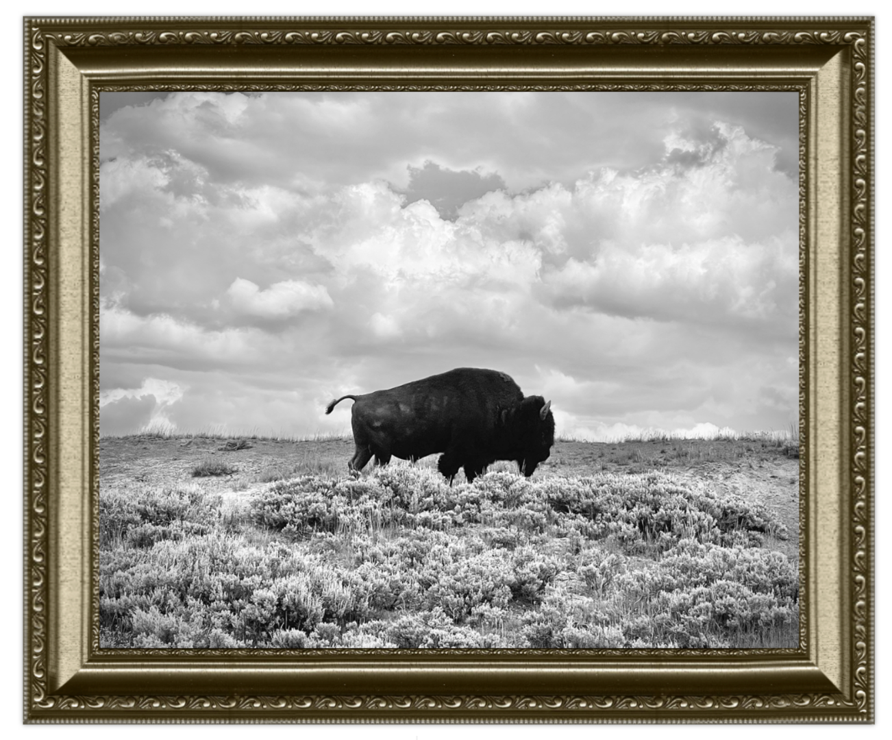 Framed black and white photograph of a bison in a field with a cloudy sky.