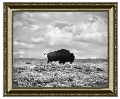 Framed black and white photograph of a bison in a field with a cloudy sky.