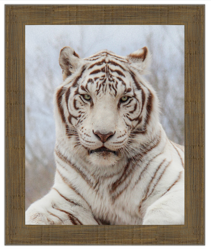 Framed picture of a white tiger with a wooden frame