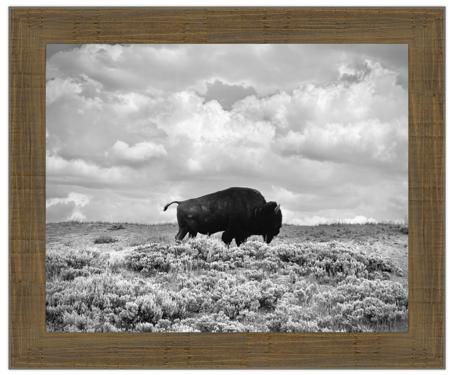 Framed black and white photograph of a bison in a field with a cloudy sky.