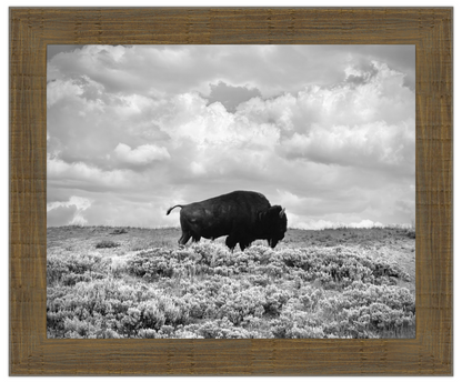 Framed black and white photograph of a bison in a field with a cloudy sky.
