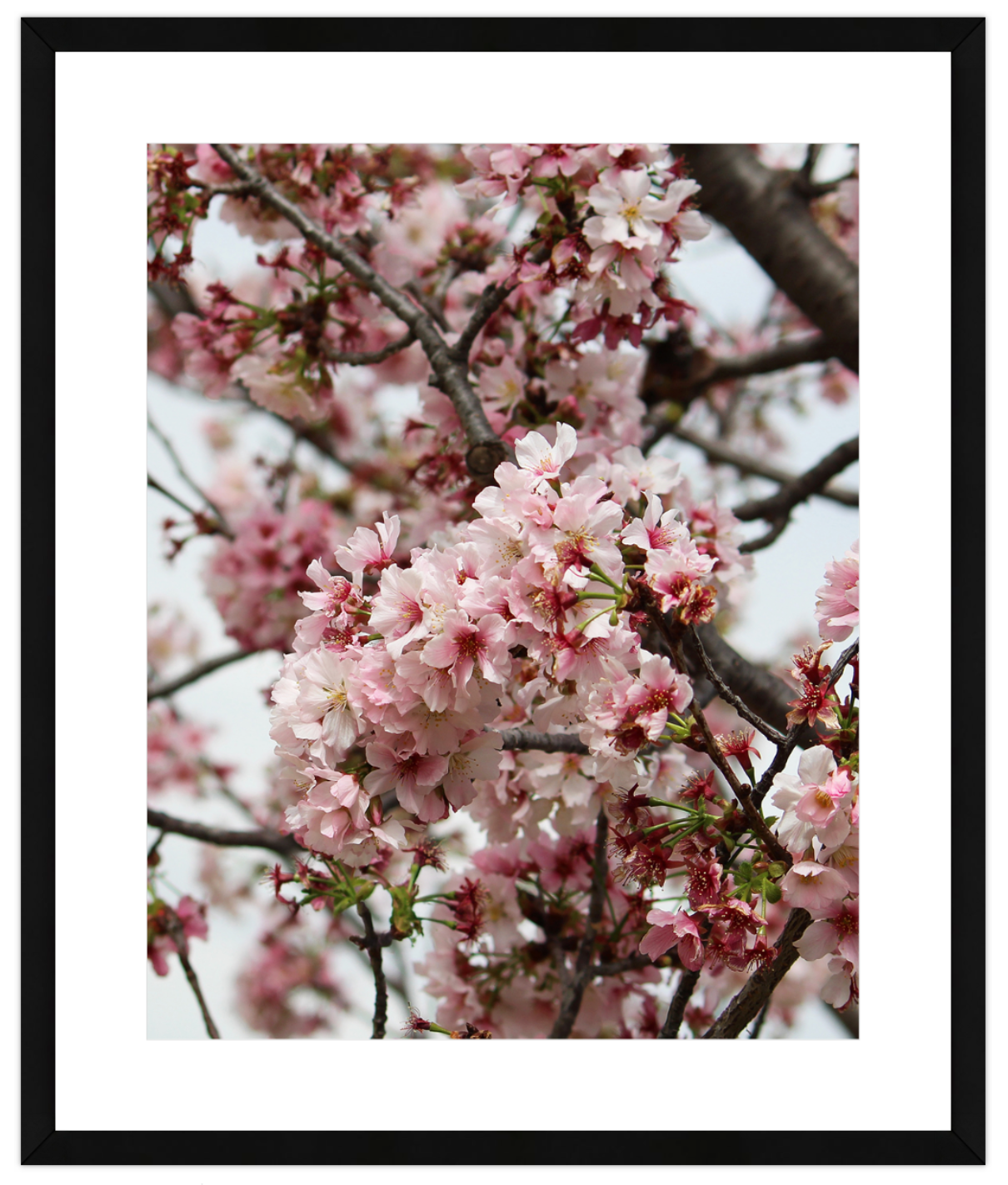 Framed photograph of cherry blossoms with a black frame