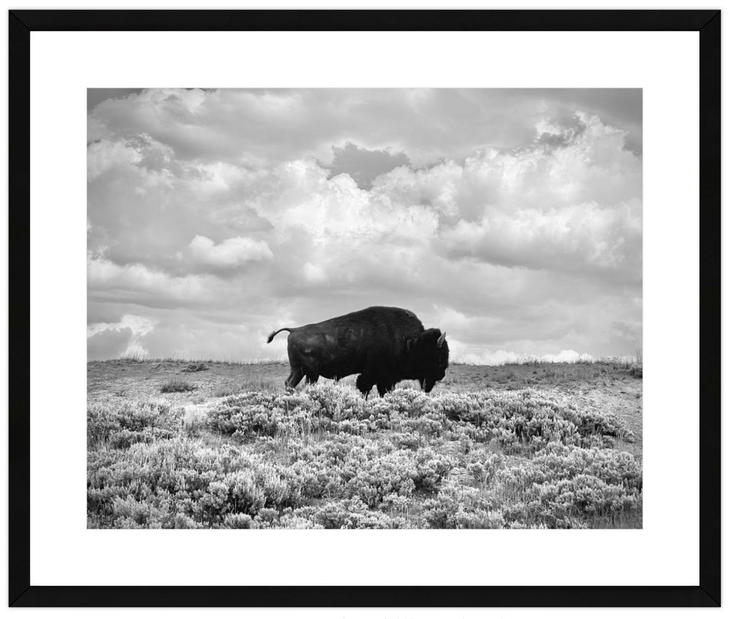Framed black and white photograph of a bison in a field with a cloudy sky.