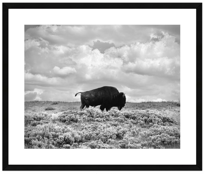 Framed black and white photograph of a bison in a field with a cloudy sky.