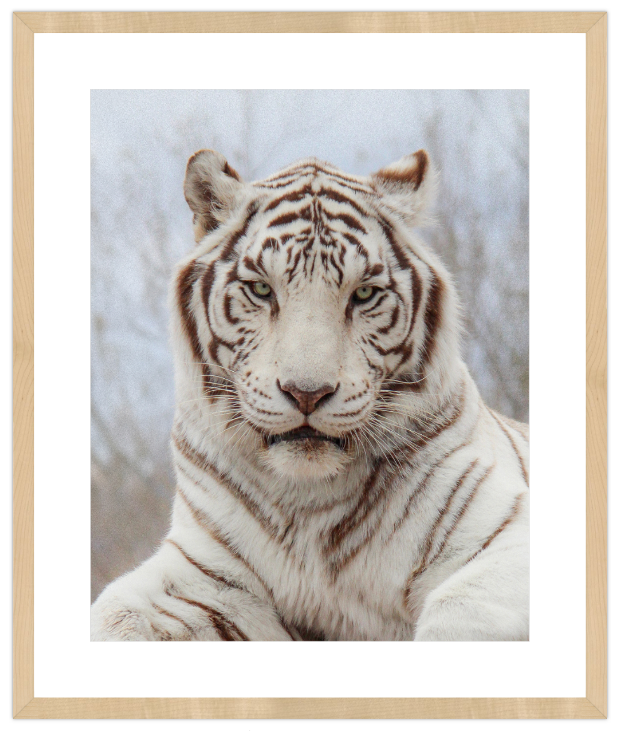 Framed print of a white tiger with a light background