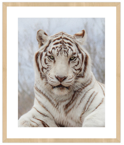 Framed print of a white tiger with a light background