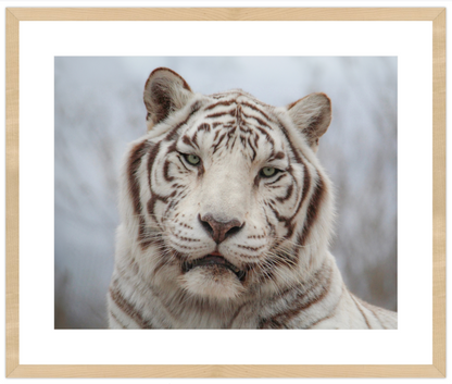 Framed photograph of a white tiger's face with a neutral background