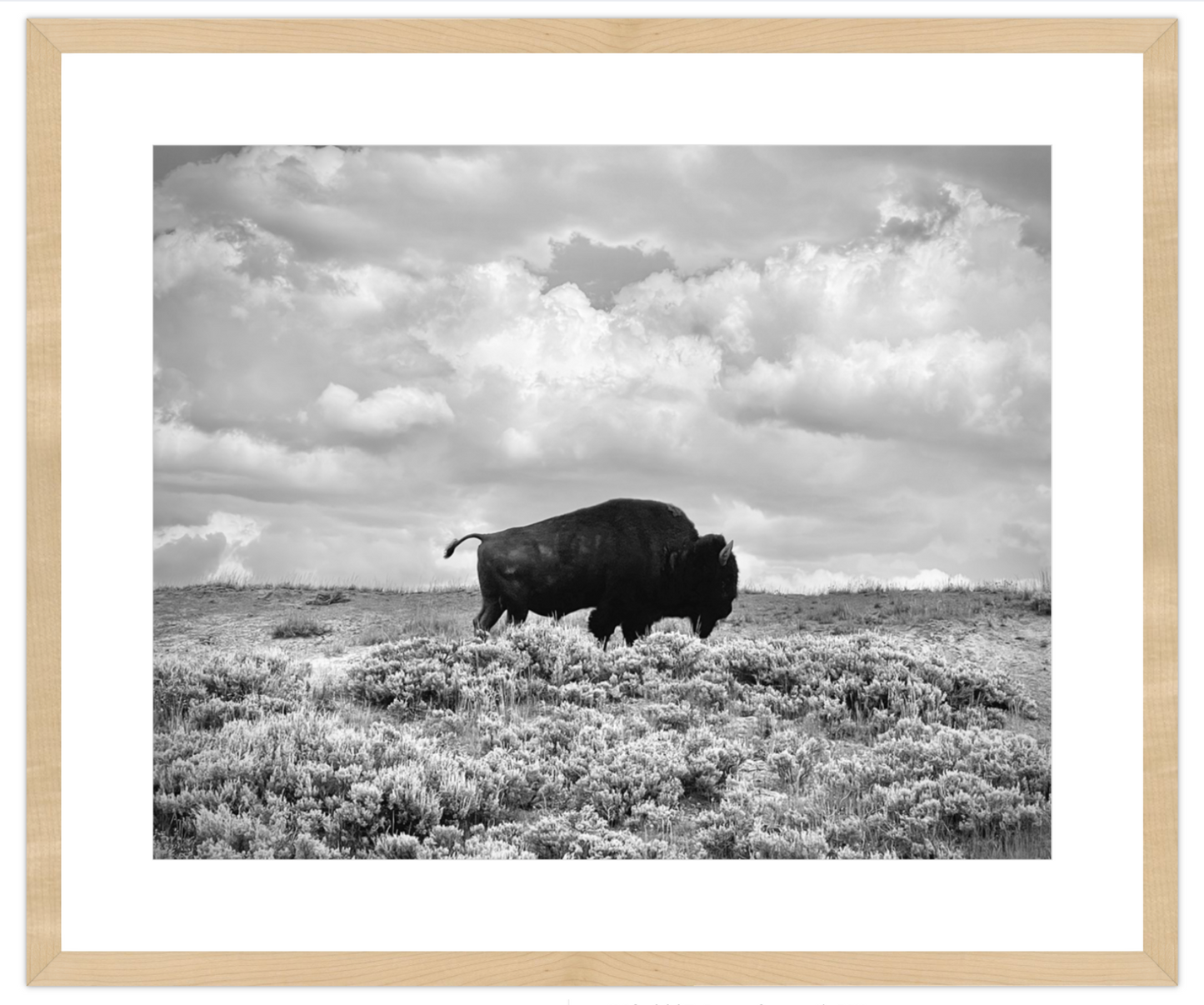 Framed black and white photograph of a bison in a field with a cloudy sky.