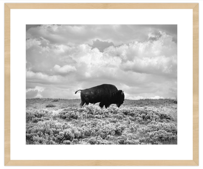 Framed black and white photograph of a bison in a field with a cloudy sky.