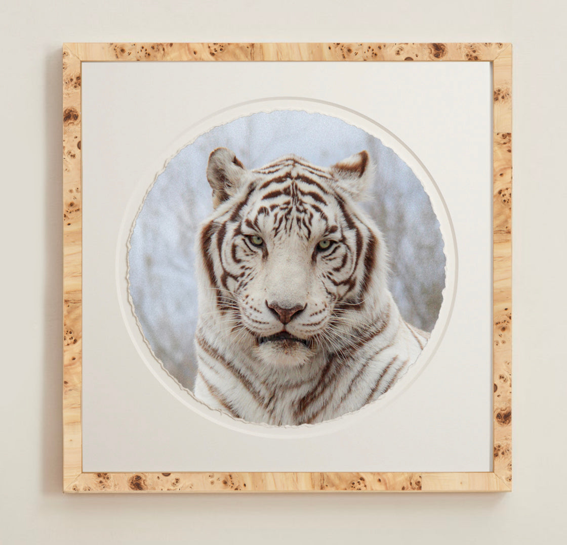 A collection of framed artwork prints with a deckled edge appearance, displayed in two museum style frames named Light Burlwood and Dark Burlwood. The frames are pictured in various sizes with a white mat and clear acrylic front.