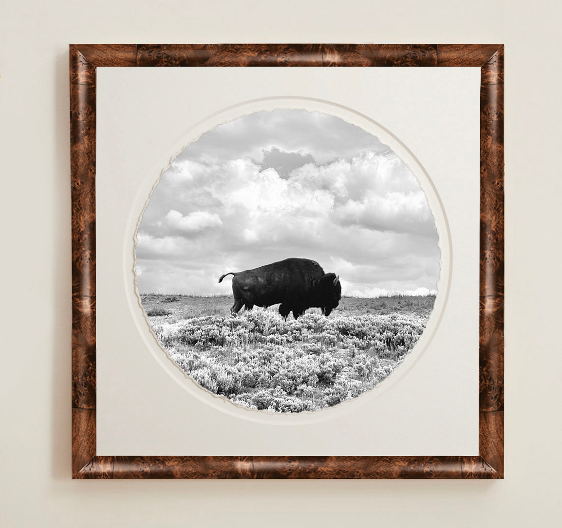 Framed black and white photograph of a bison in a field with a wooden frameA collection of framed artwork prints with a deckled edge appearance, displayed in two museum style frames named Light Burlwood and Dark Burlwood. The frames are pictured in various sizes with a white mat and clear acrylic front.