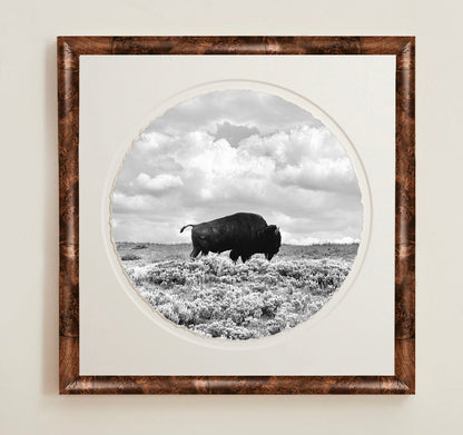Framed black and white photograph of a bison in a field with a wooden frameA collection of framed artwork prints with a deckled edge appearance, displayed in two museum style frames named Light Burlwood and Dark Burlwood. The frames are pictured in various sizes with a white mat and clear acrylic front.