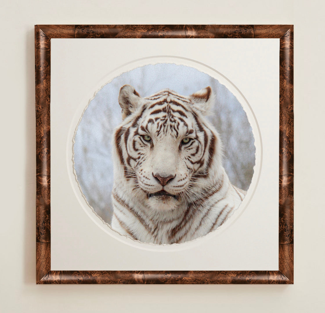 Framed artwork of a white tiger.  A collection of framed artwork prints with a deckled edge appearance, displayed in two museum style frames named Light Burlwood and Dark Burlwood. The frames are pictured in various sizes with a white mat and clear acrylic front.