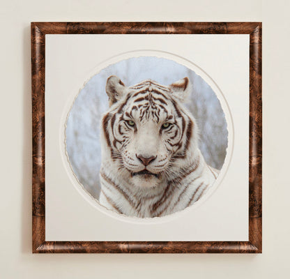 Framed artwork of a white tiger.  A collection of framed artwork prints with a deckled edge appearance, displayed in two museum style frames named Light Burlwood and Dark Burlwood. The frames are pictured in various sizes with a white mat and clear acrylic front.