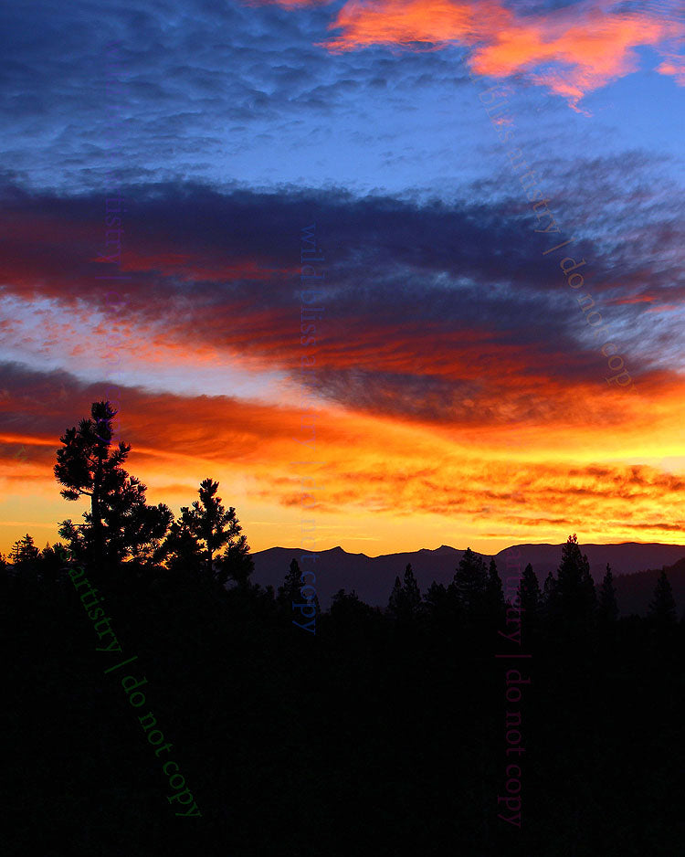 colorful sunset with trees in silhouette